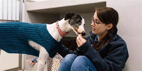 battersea dogs & cats home lottery|Meet the dogs .